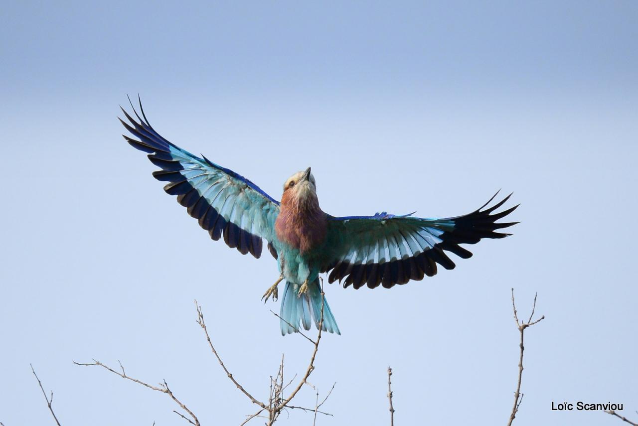 Rollier à longs brins/Lilac-breasted Roller (3)