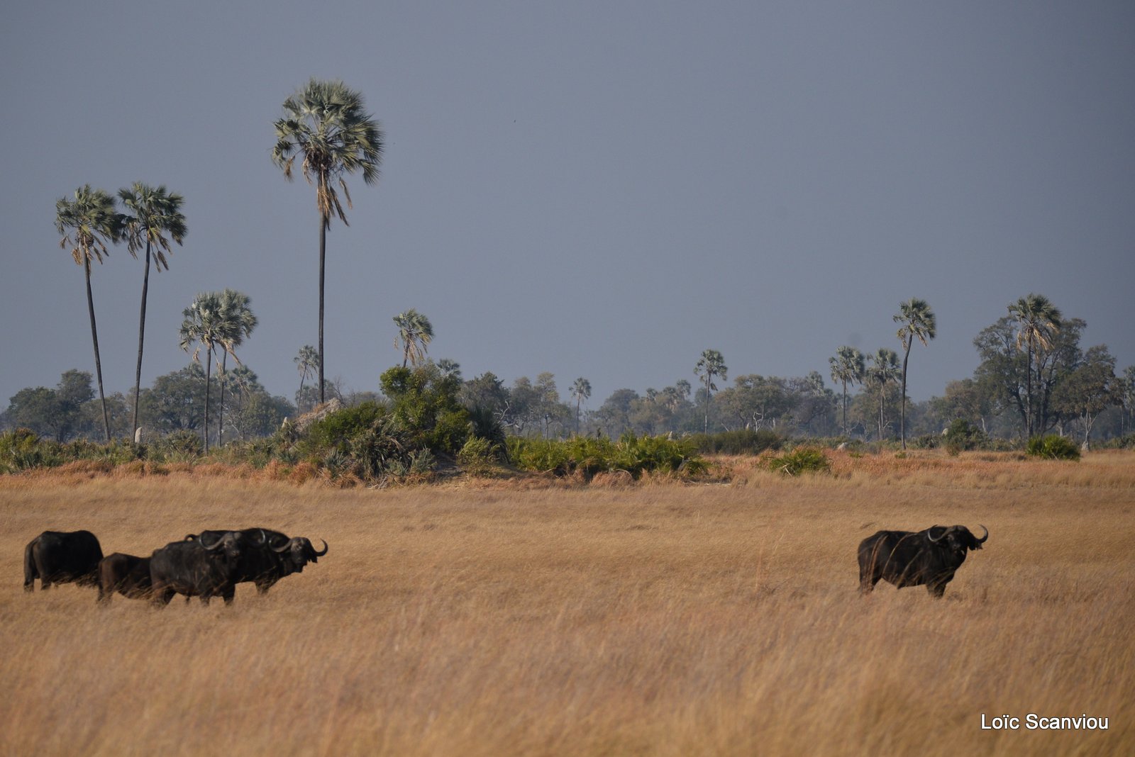 Buffle d'Afrique/Cape Buffalo (4)