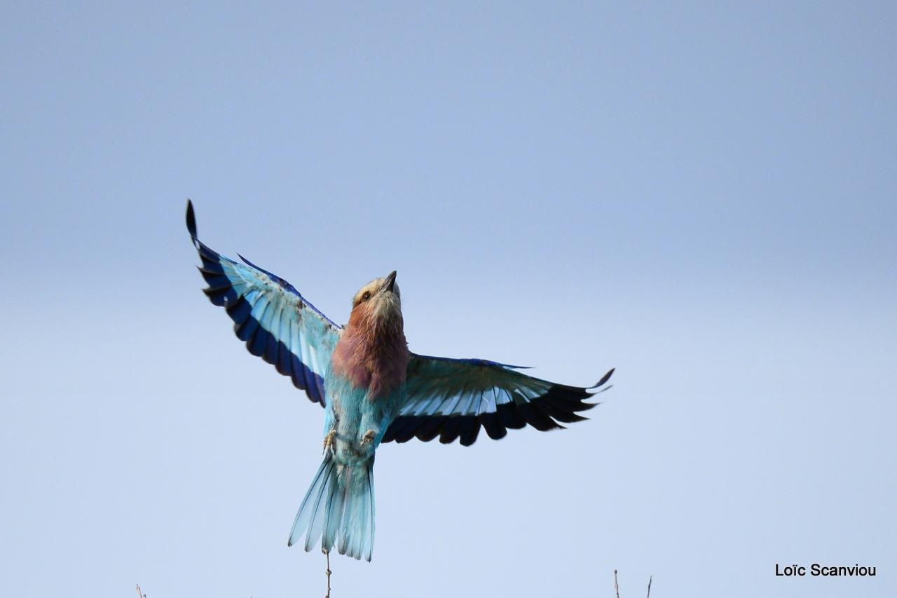 Rollier à longs brins/Lilac-breasted Roller (4)
