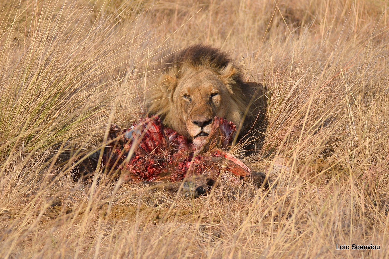 Lion mâle mangeant/Male Lion eating (1)