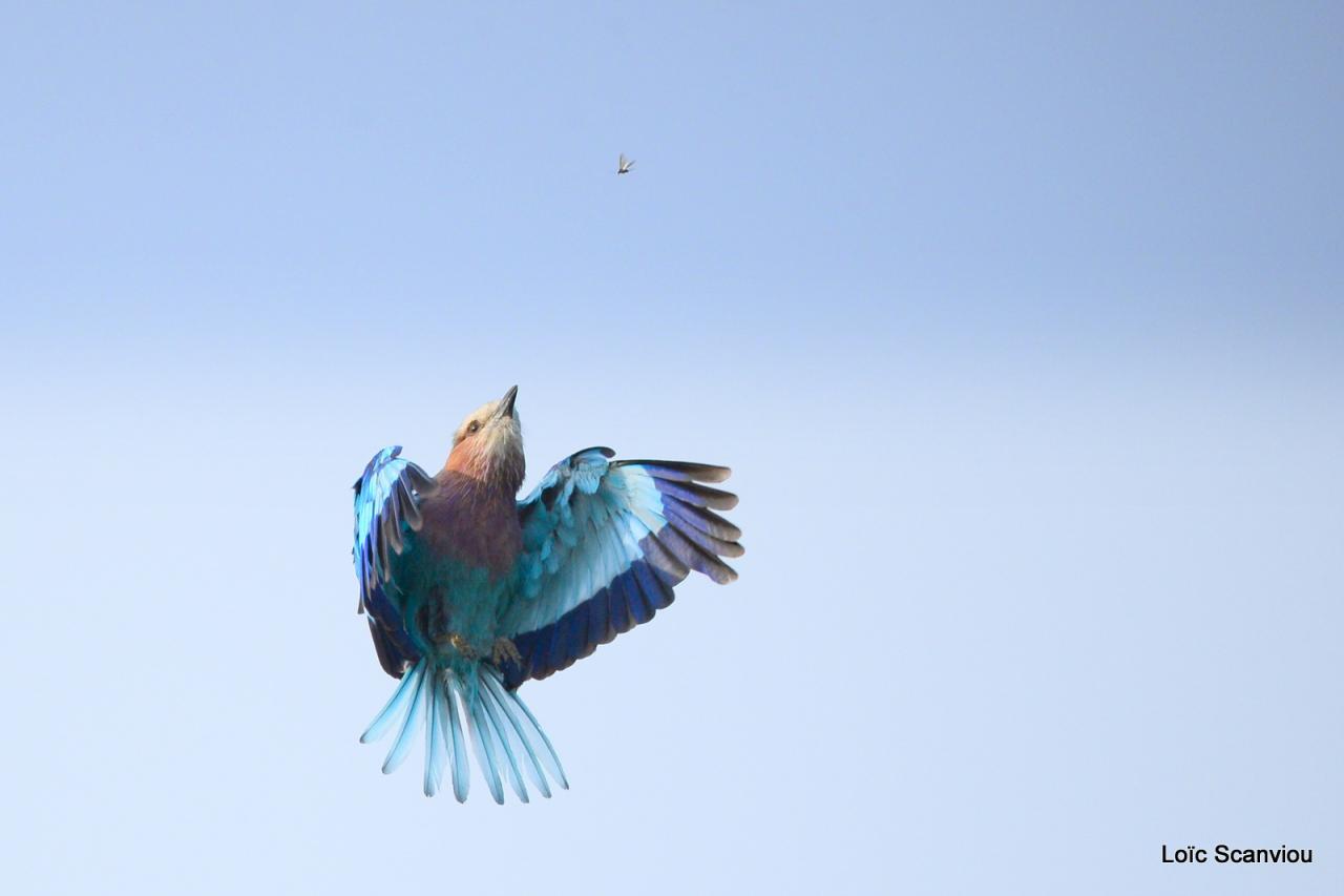 Rollier à longs brins/Lilac-breasted Roller (5)