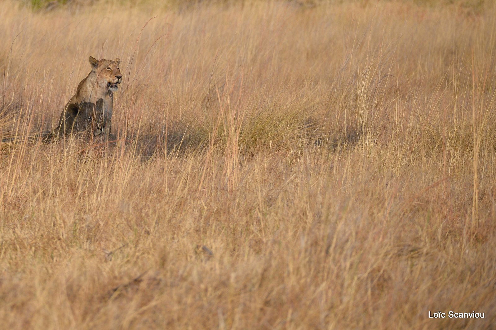 Lions/Lions (2)
