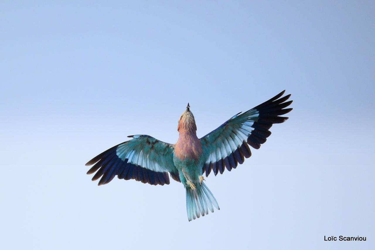Rollier à longs brins/Lilac-breasted Roller (6)