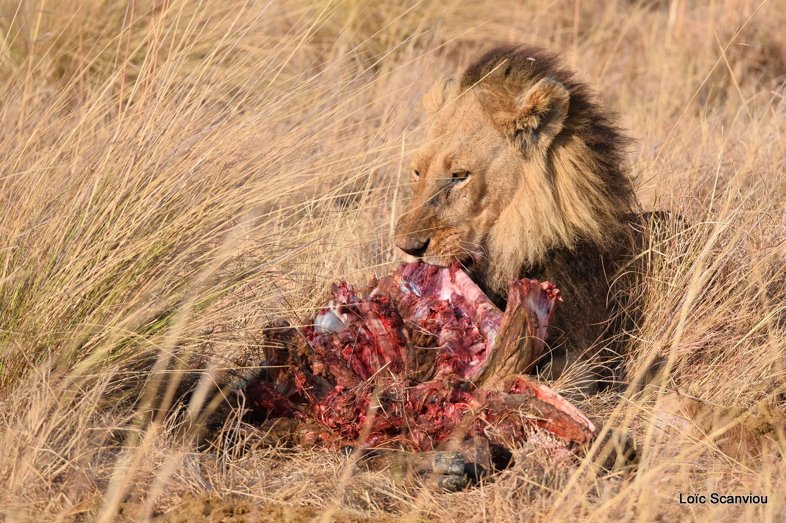 Lion mâle mangeant/Male Lion eating (2)