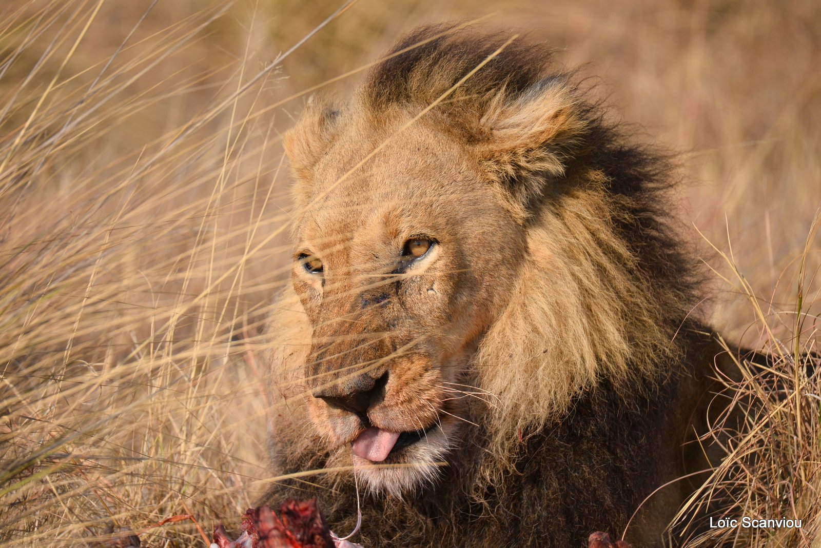 Lion mâle mangeant/Male Lion eating (3)