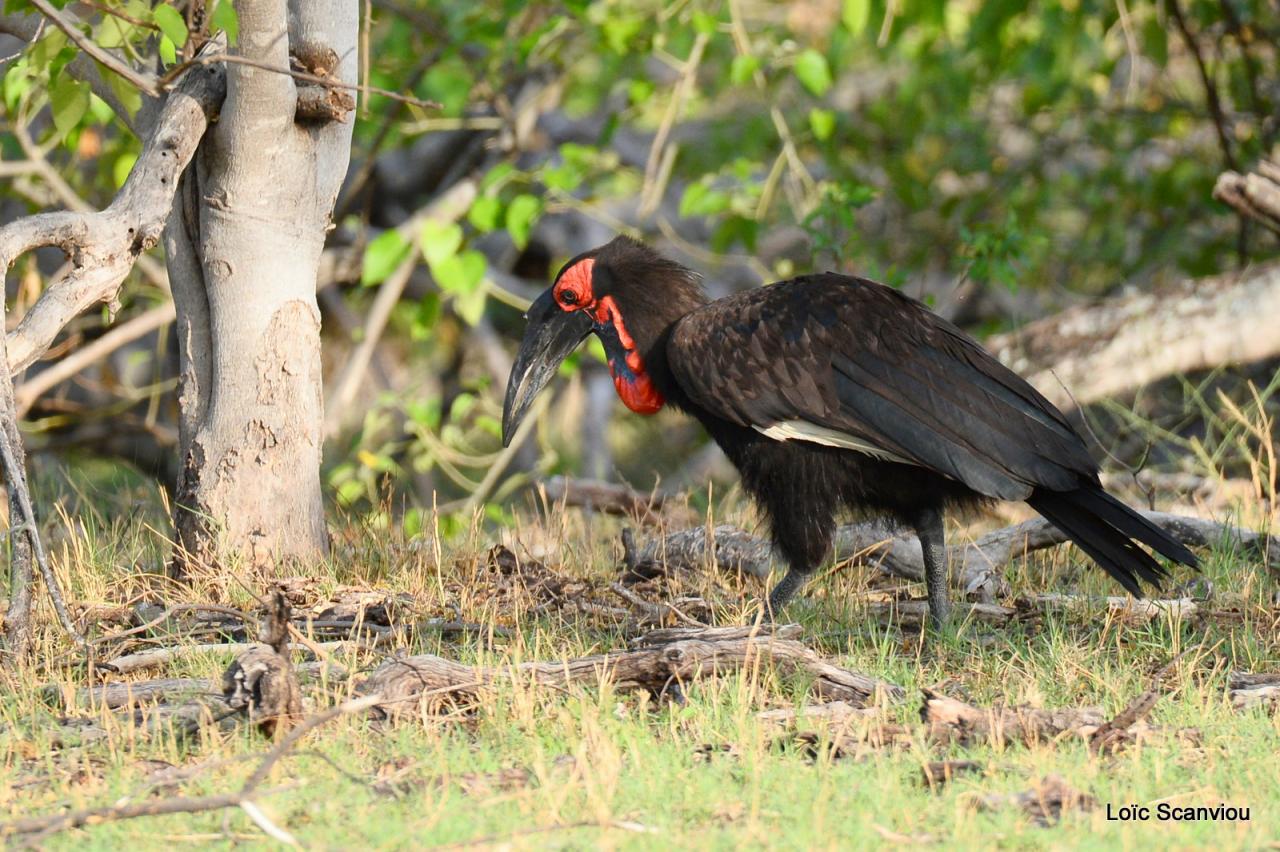 Bucorve/Ground Hornbill (1)