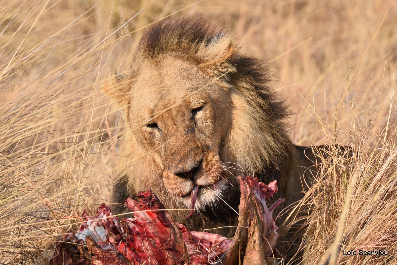 Lion mâle mangeant/Male Lion eating (5)