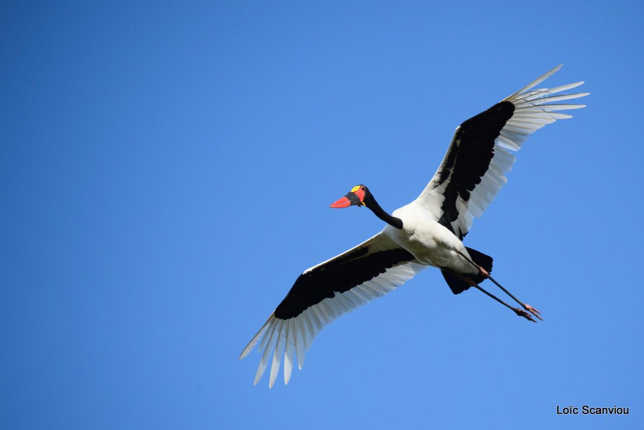 Jabiru d'Afrique/Saddle-billed Stork (3)