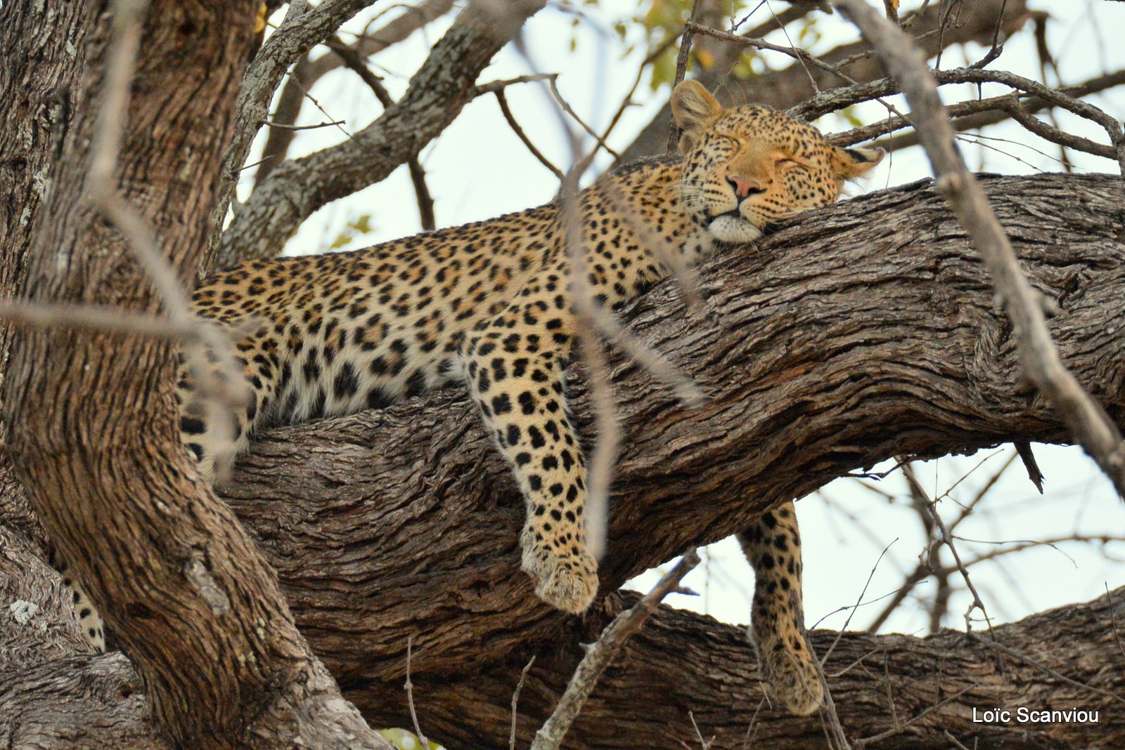Léopard/Leopard (2)