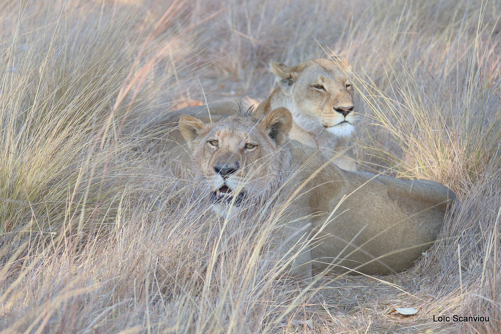 Lions/Lions (3)