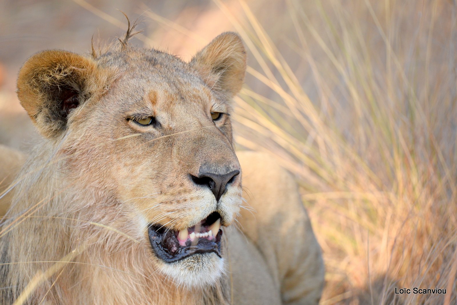 Lion mâle adolescent/Young Male Lion (4)
