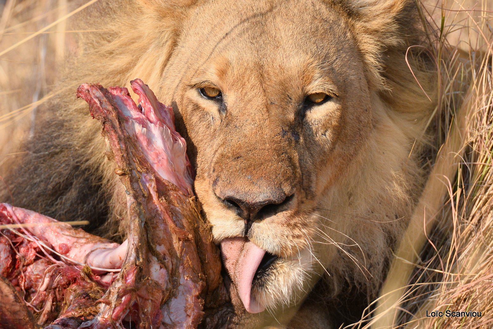 Lion mâle mangeant/Male Lion eating (7)
