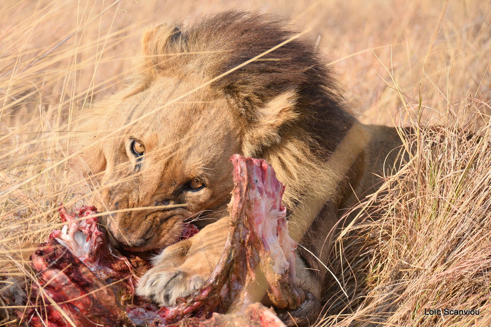 Lion mâle mangeant/Male Lion eating (8)