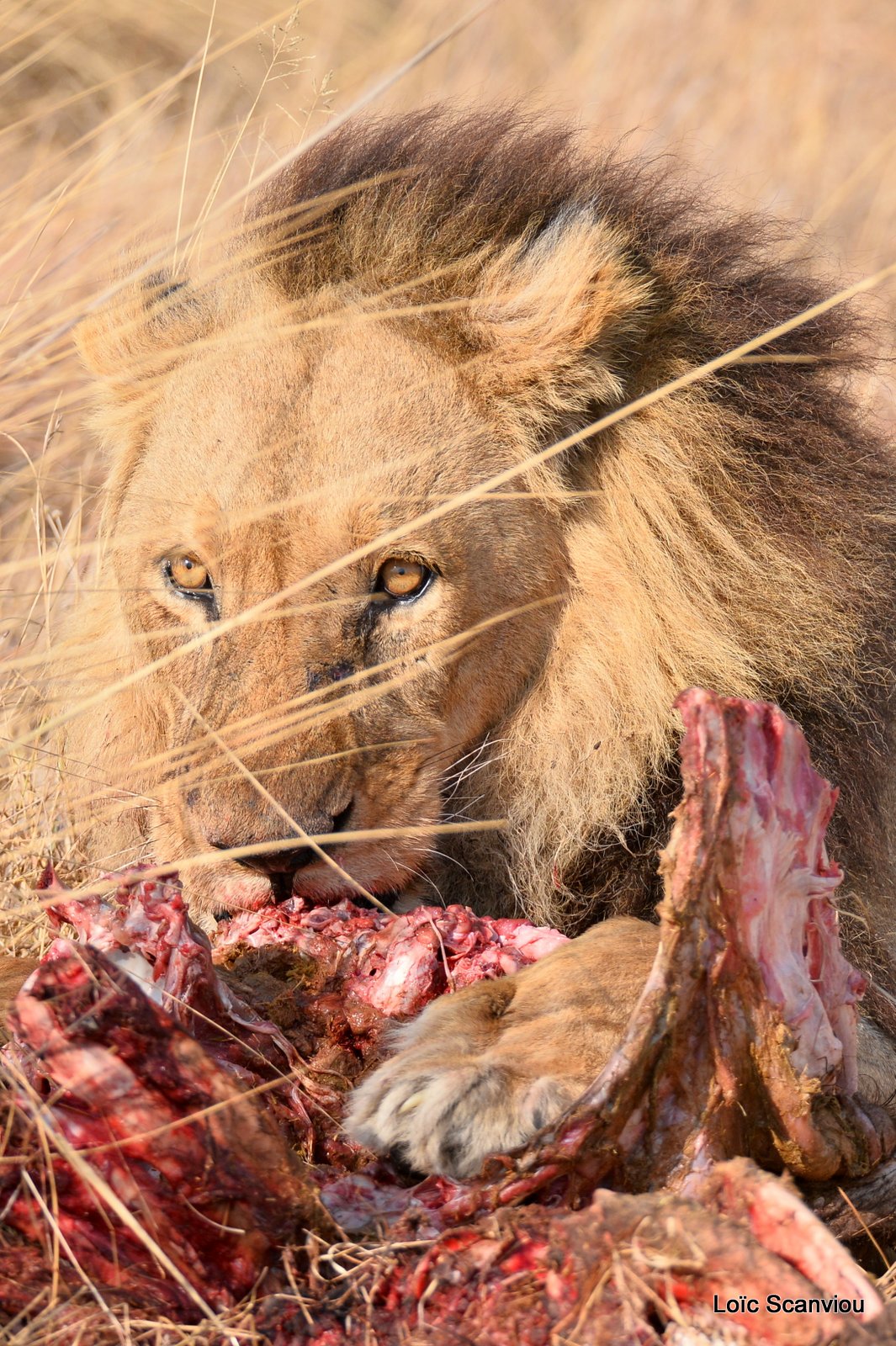 Lion mâle mangeant/Male Lion eating (9)