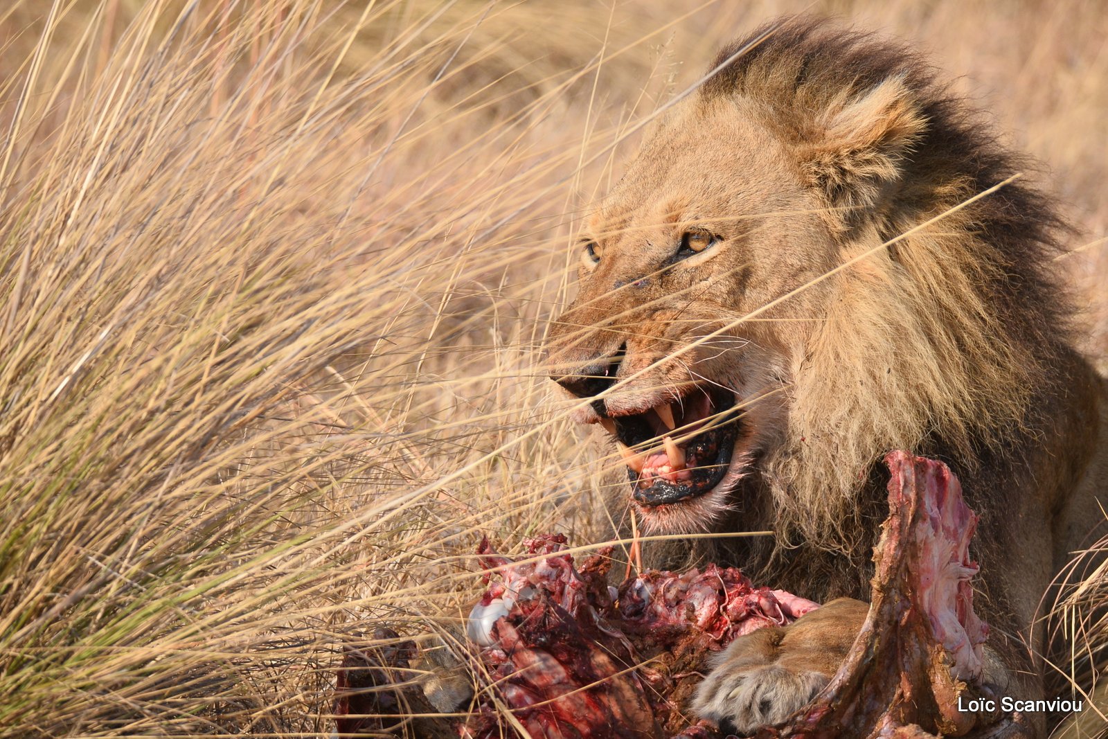 Lion mâle mangeant/Male Lion eating (10)