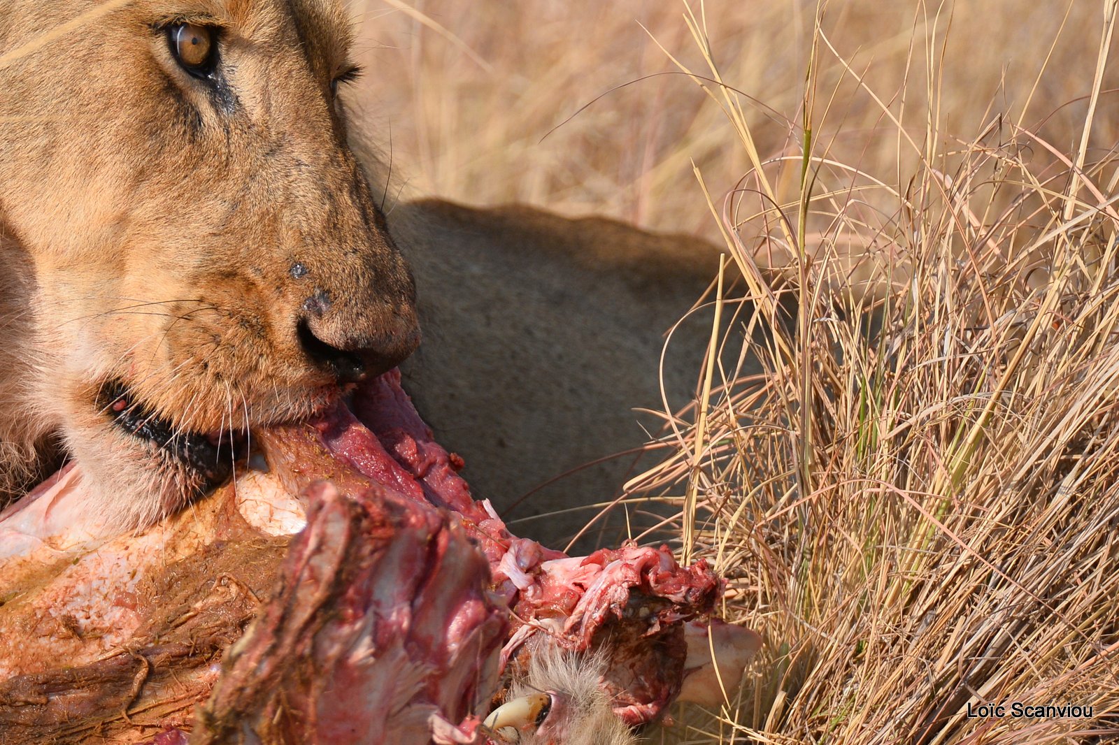 Lion mâle mangeant/Male Lion eating (11)