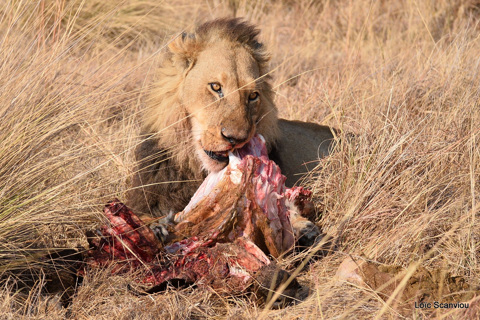 Lion mâle mangeant/Male Lion eating (12)