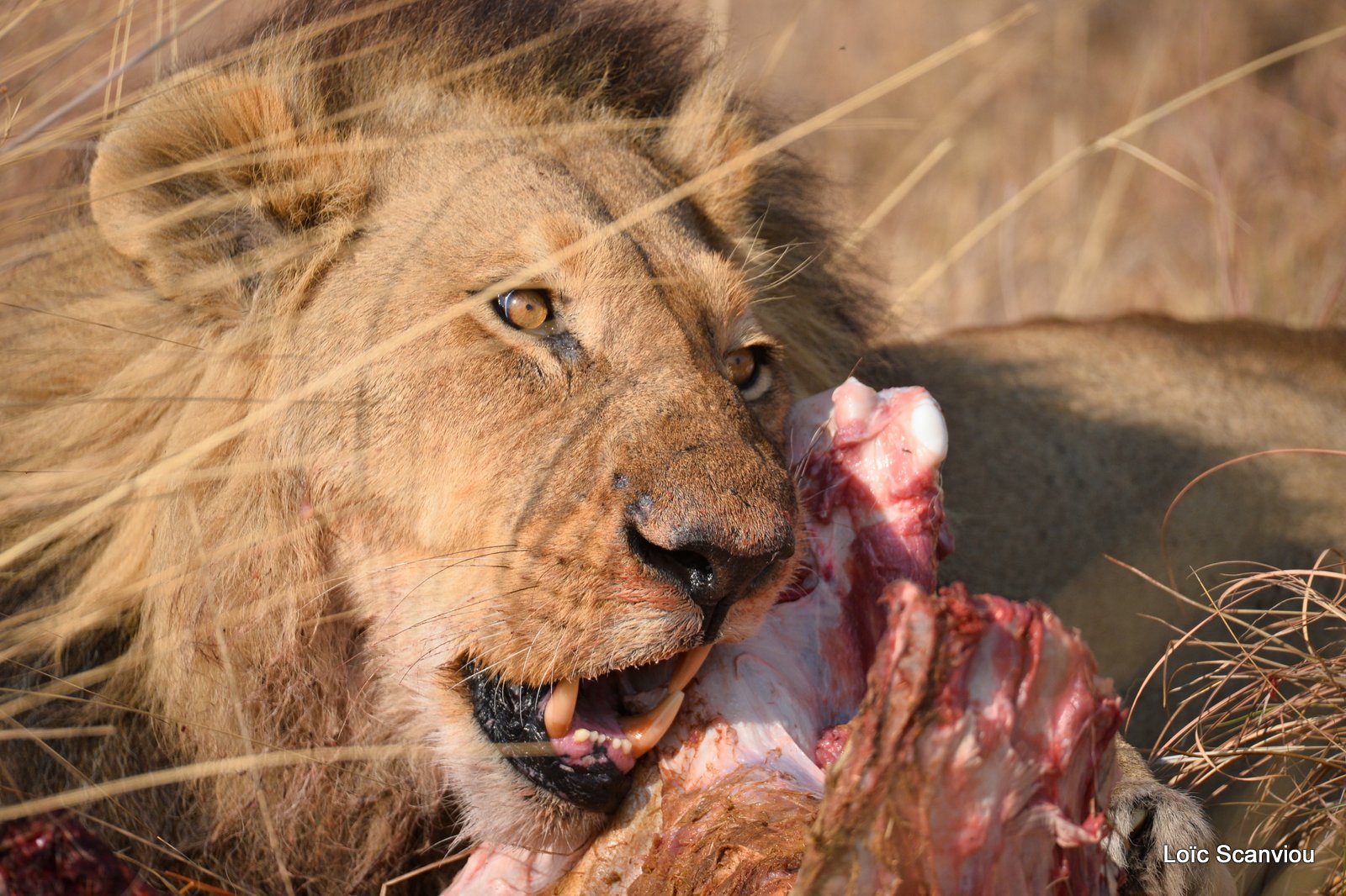 Lion mâle mangeant/Male Lion eating (13)