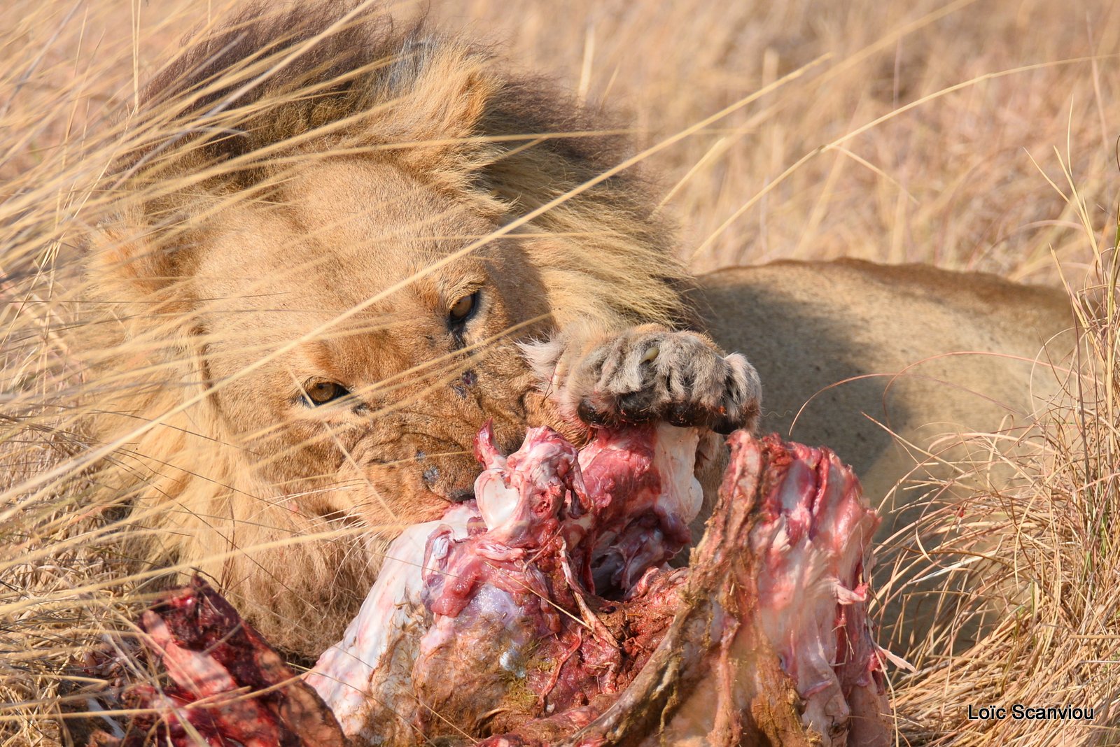 Lion mâle mangeant/Male Lion eating (14)