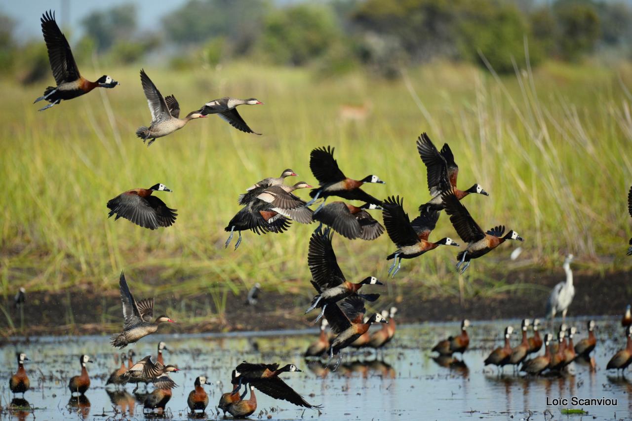 Dendrocygne veuf/White-faced Whistling-Duck (3)