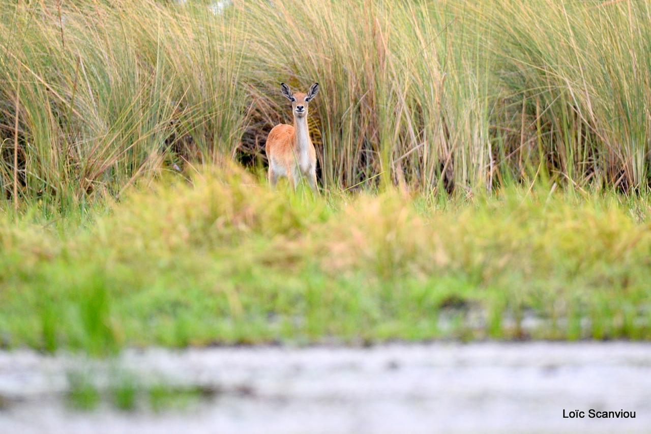 Cobe Lechwe/Red Lechwe (3)