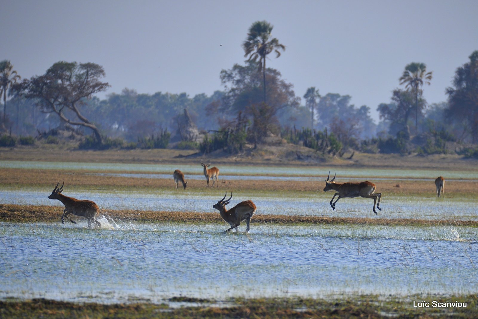 Cobe de Lechwe/Red Lechwe (11)