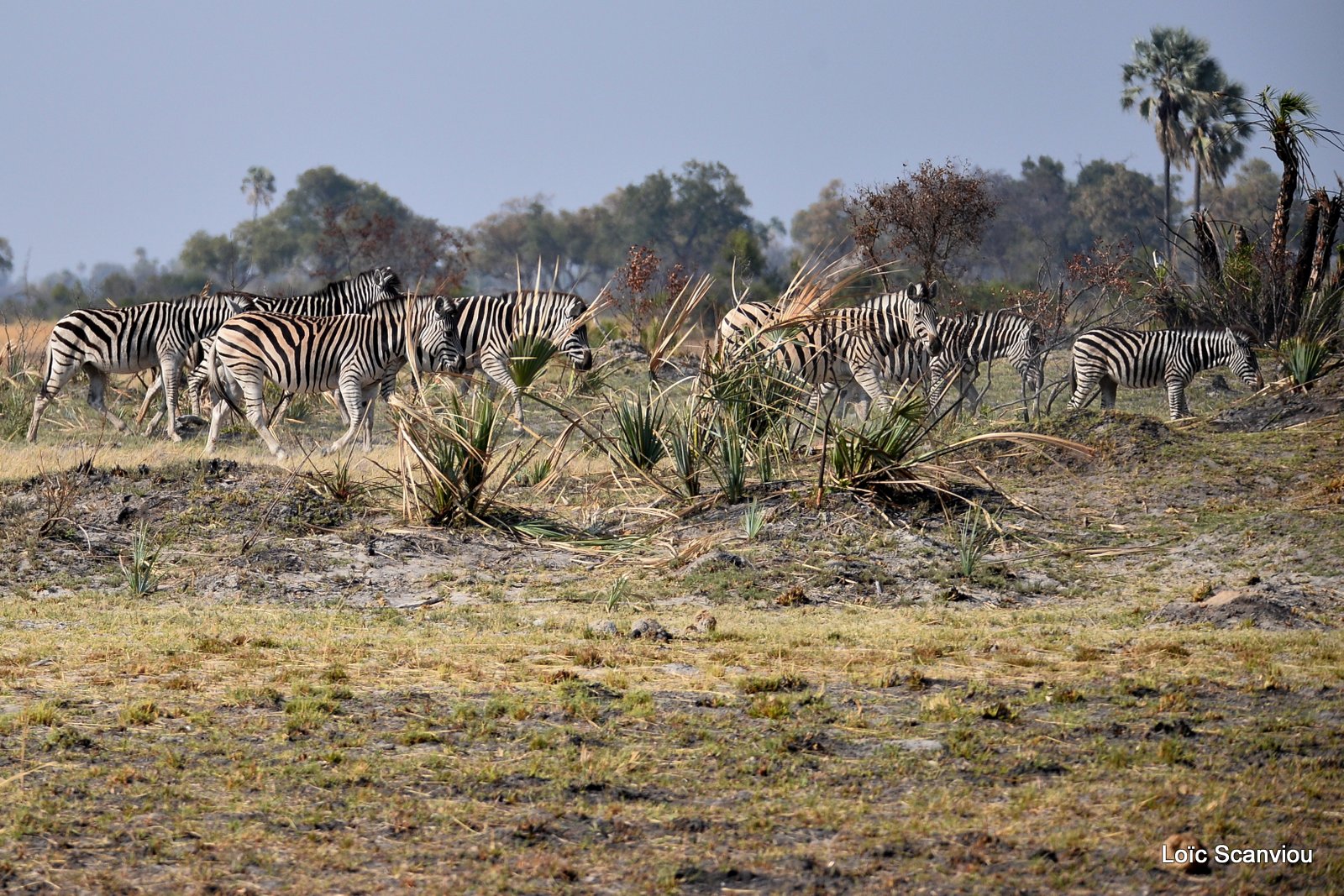 Zèbres/Zebras (12)