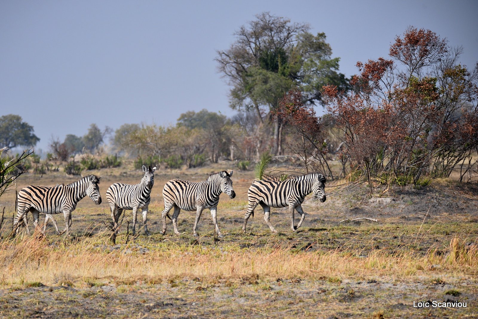 Zèbres/Zebras (13)