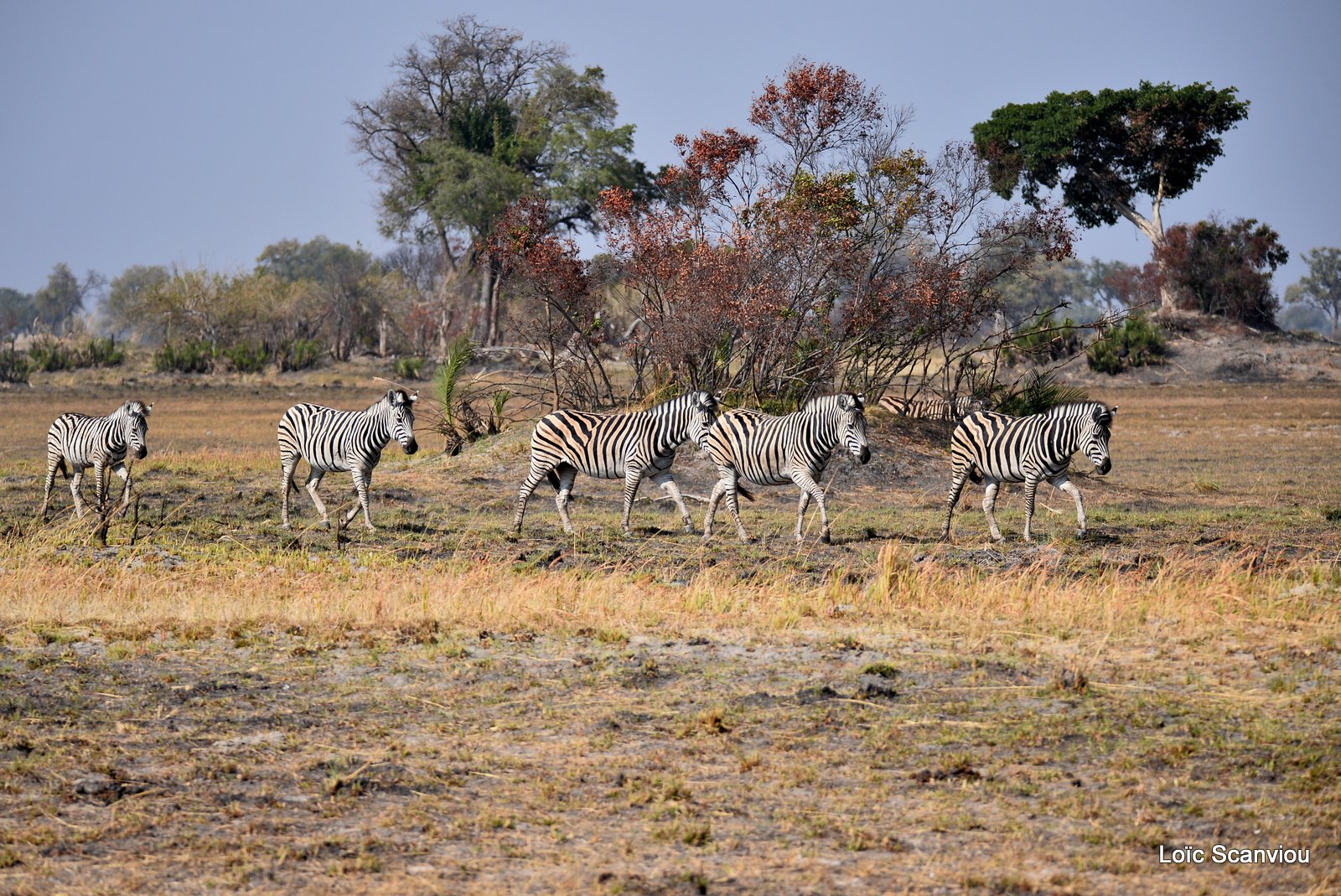 Zèbres/Zebras (14)