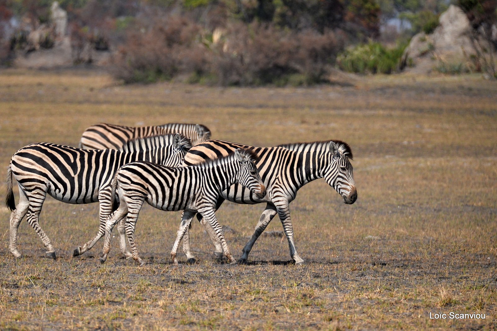 Zèbres/Zebras (15)