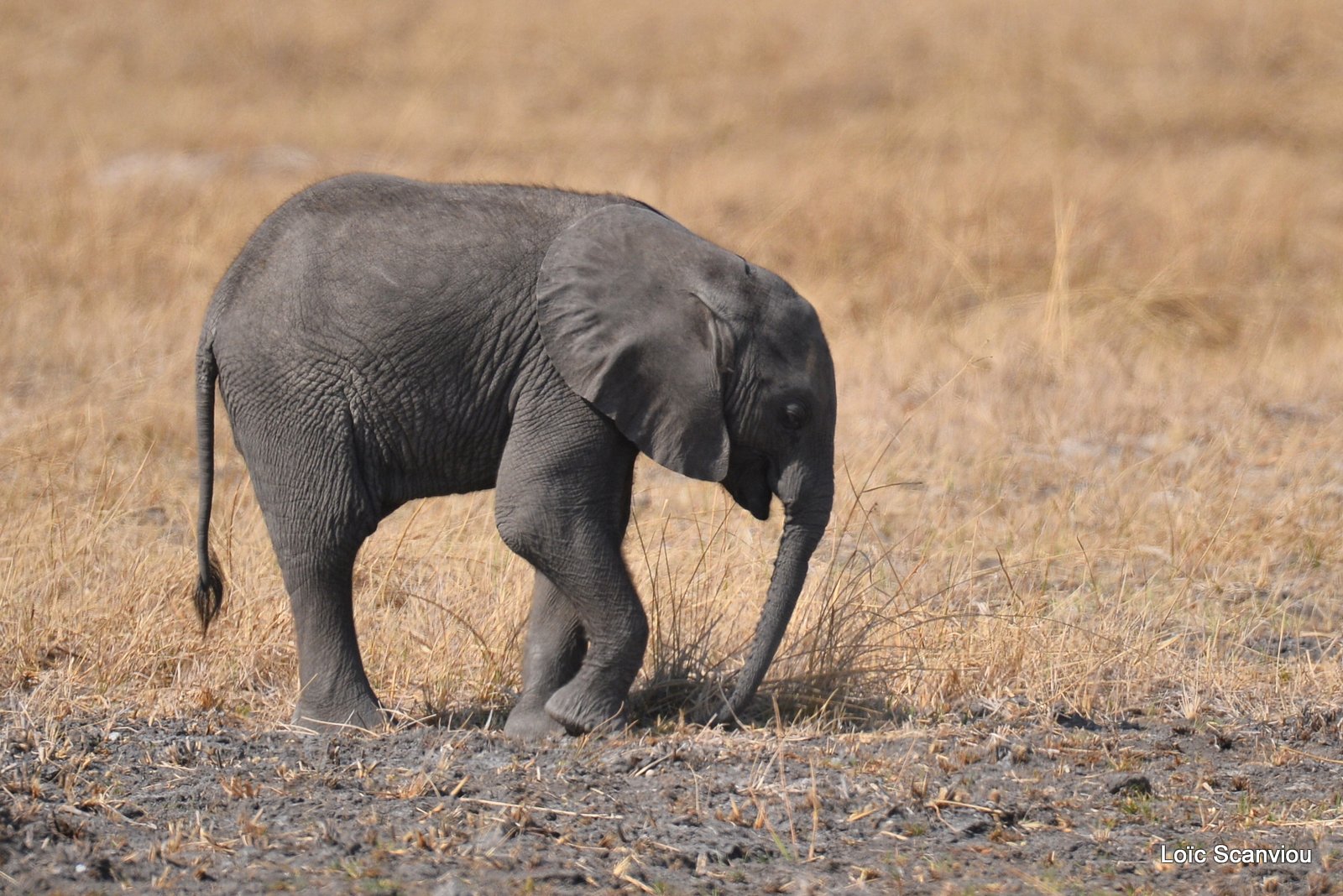 Eléphant d'Afrique/African Elephant (12)