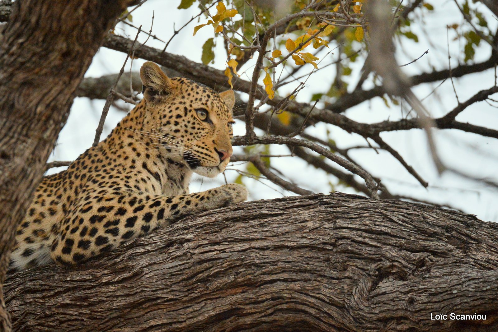 Léopard/Leopard (4)