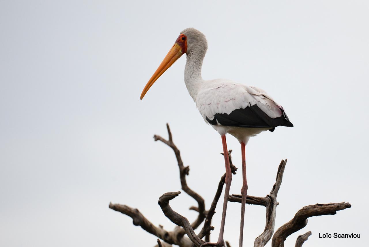 Tantale Ibis/Yellow-billed Stork (1)