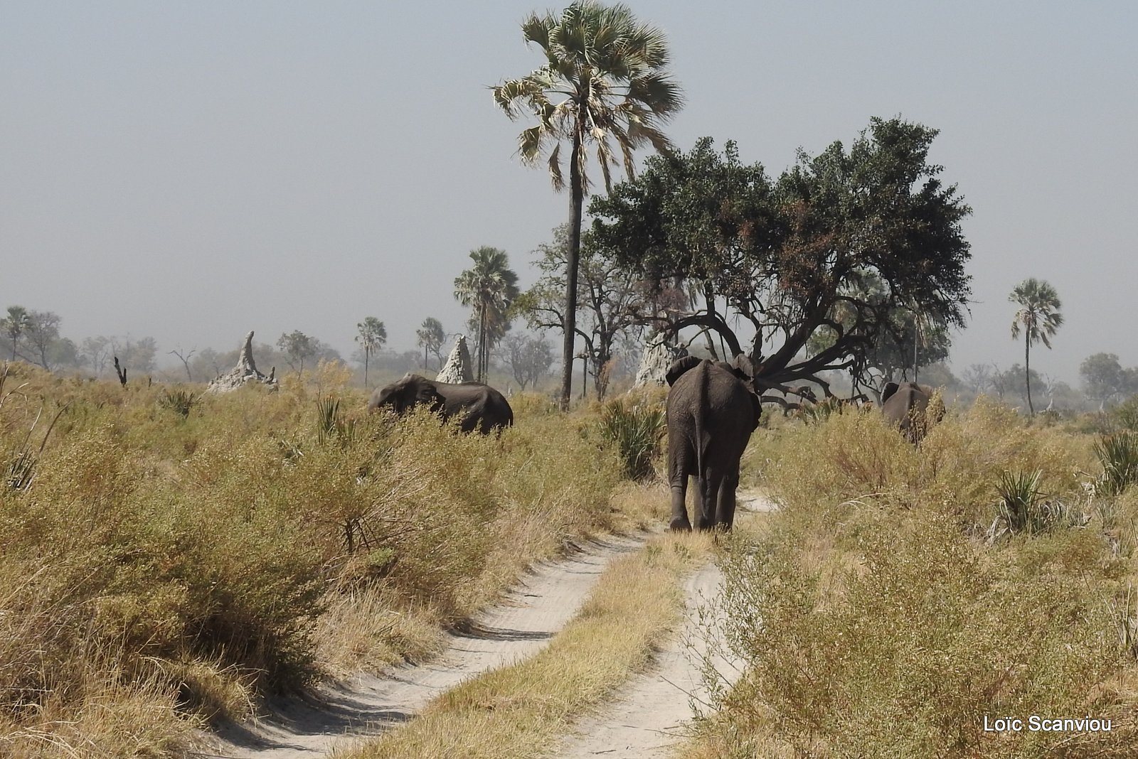 Eléphant d'Afrique/African Elephant (13)