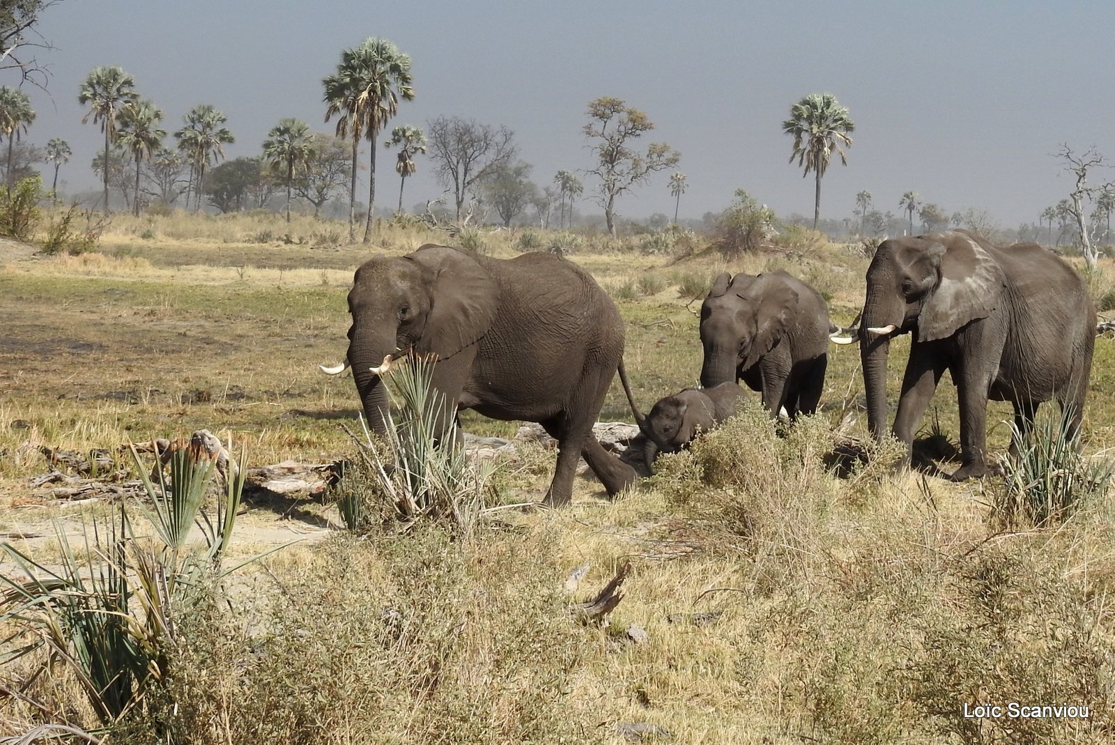 Eléphant d'Afrique/African Elephant (14)