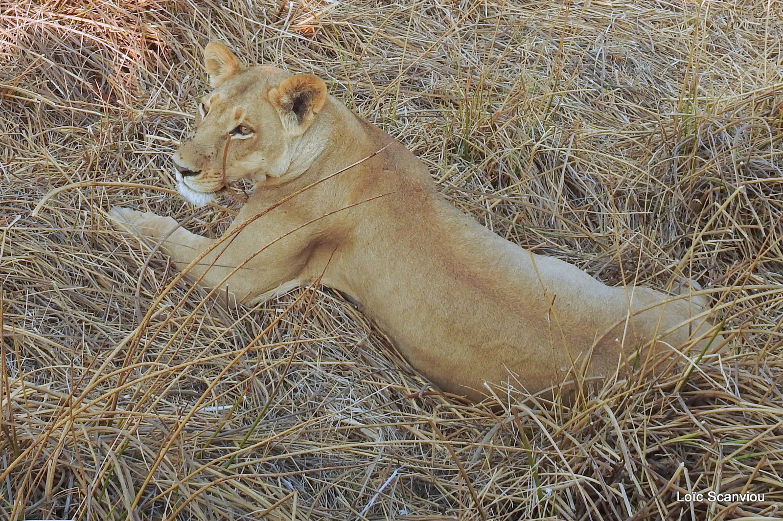 Lionne/Lioness (7)
