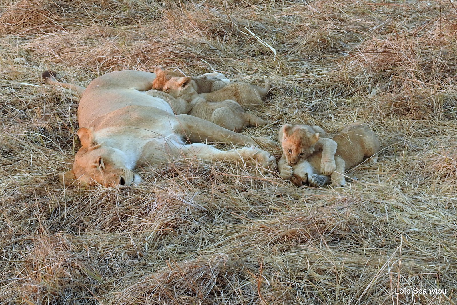 Lionne et lionceaux/Lioness and cubs (11)