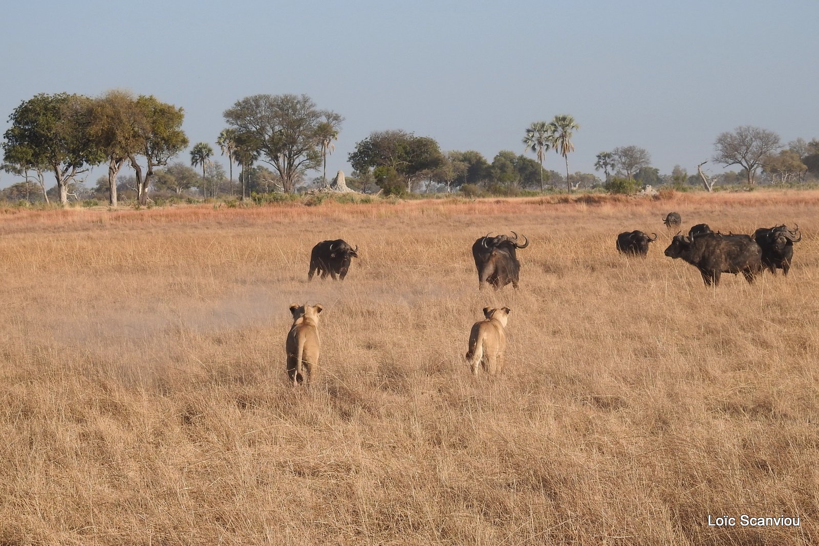 Lions et buffles/Lions and Buffaloes (5)
