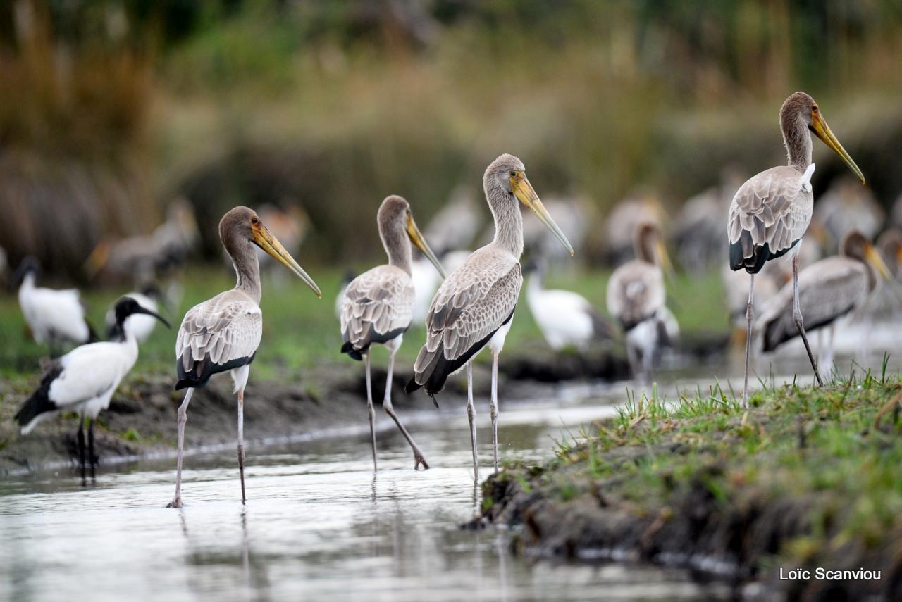 Tantale ibis/Yellow-billed Stork