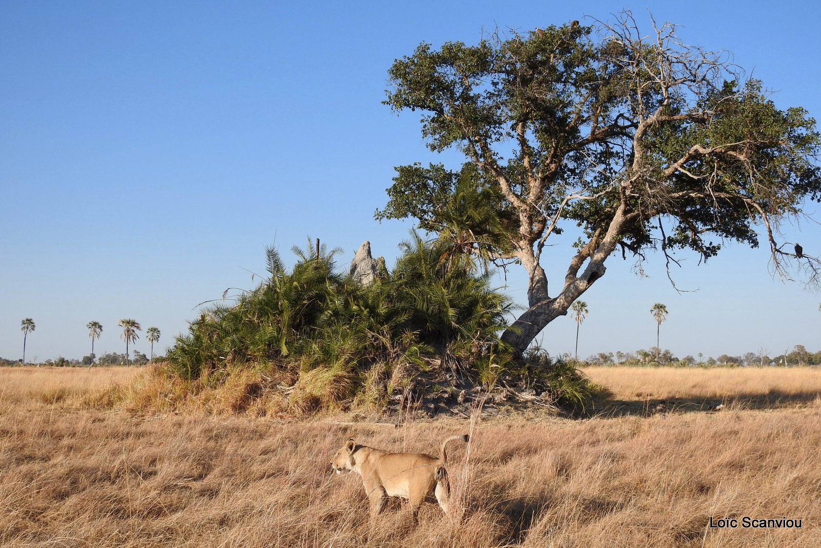 Lionne/Lioness (1)