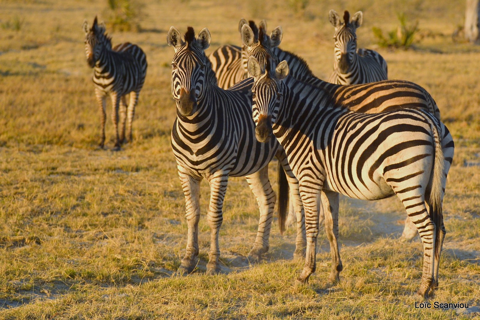 Zèbres/Zebras (1)
