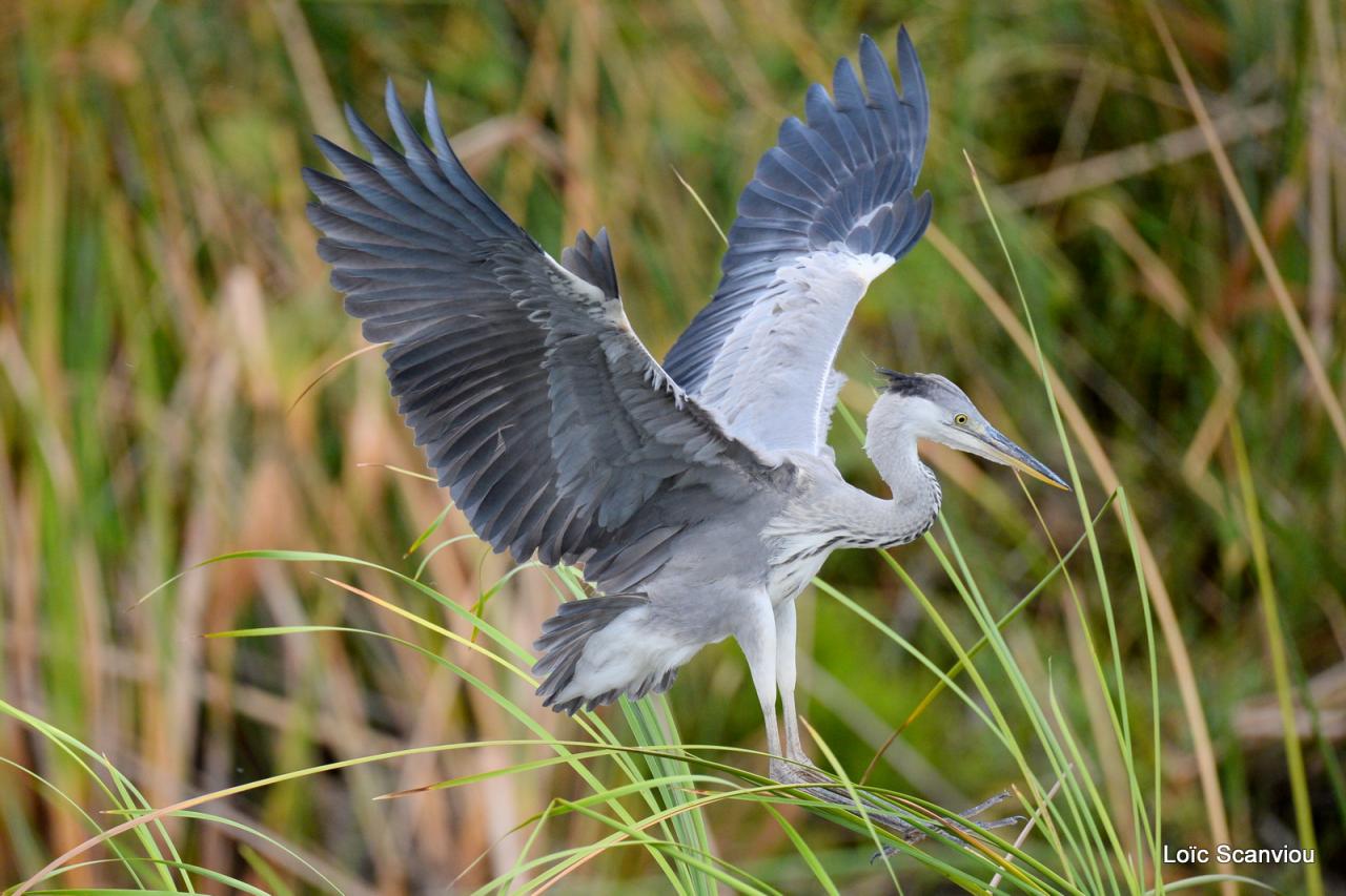 Héron cendré/Grey Heron (1)