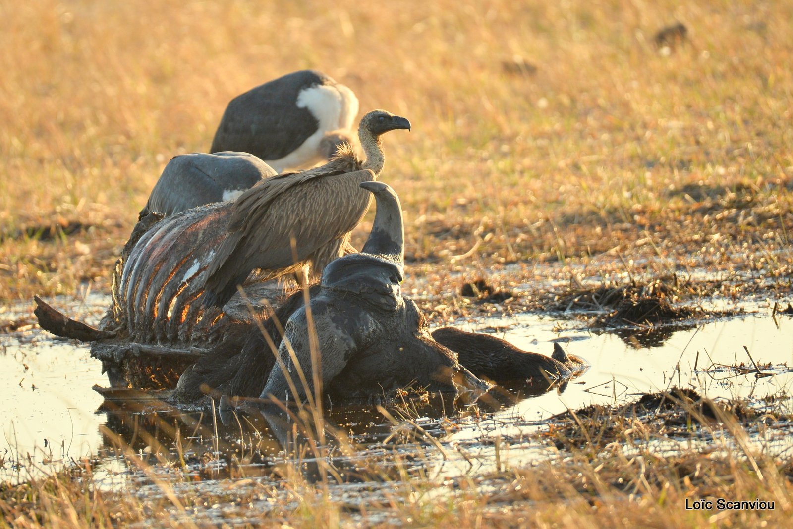 Vautour africain sur carcasse/White-backed Vulture (1)