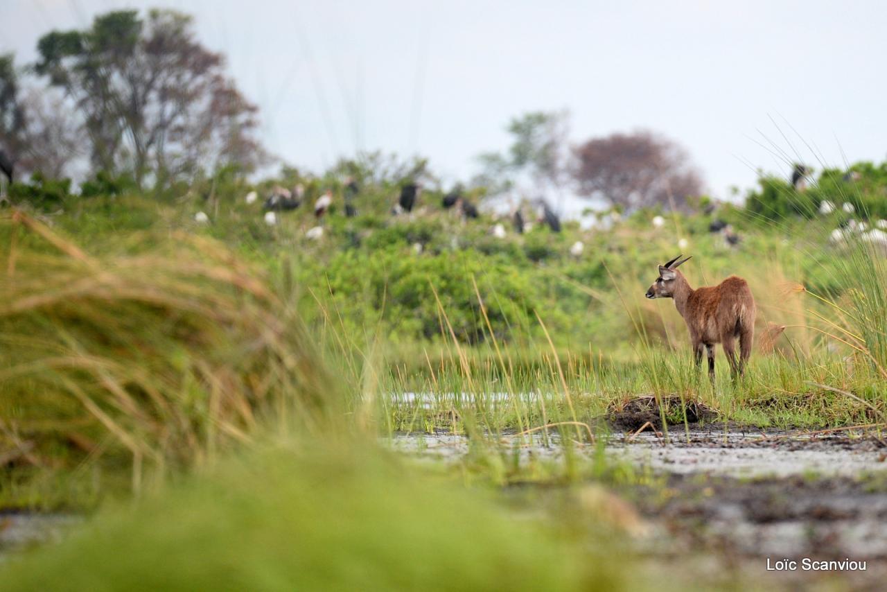 Sitatunga (1)