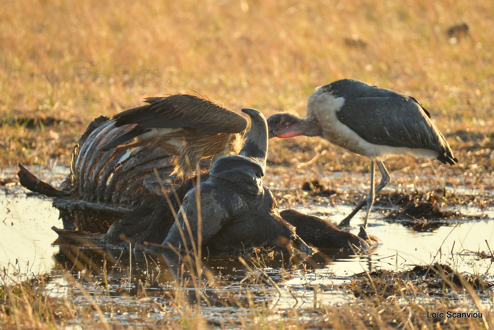 Marabout/ Marabou Stork (1)