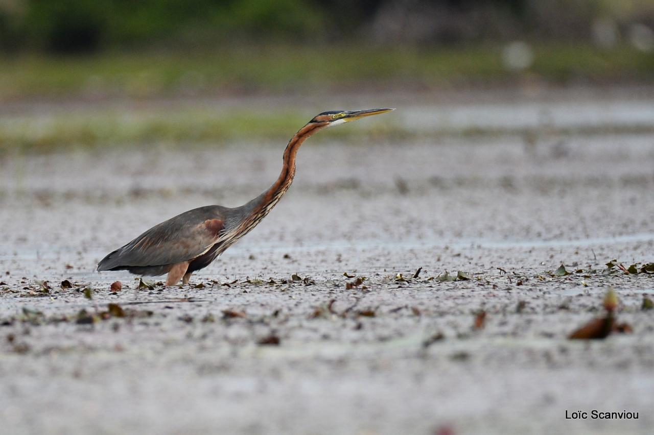 Héron Goliath/Goliath Heron (1)