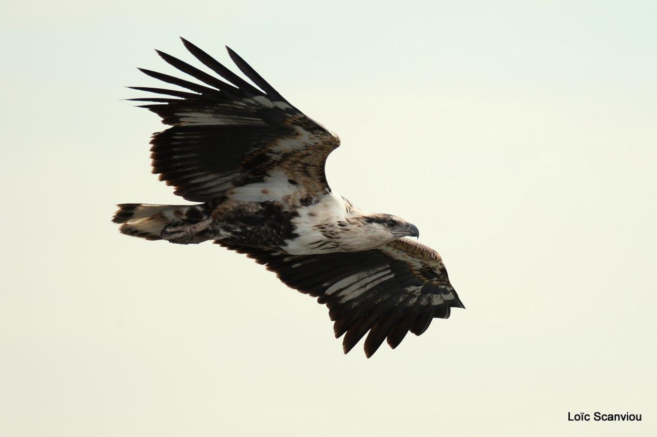 Aigle vocifère/African Fish Eagle (2)