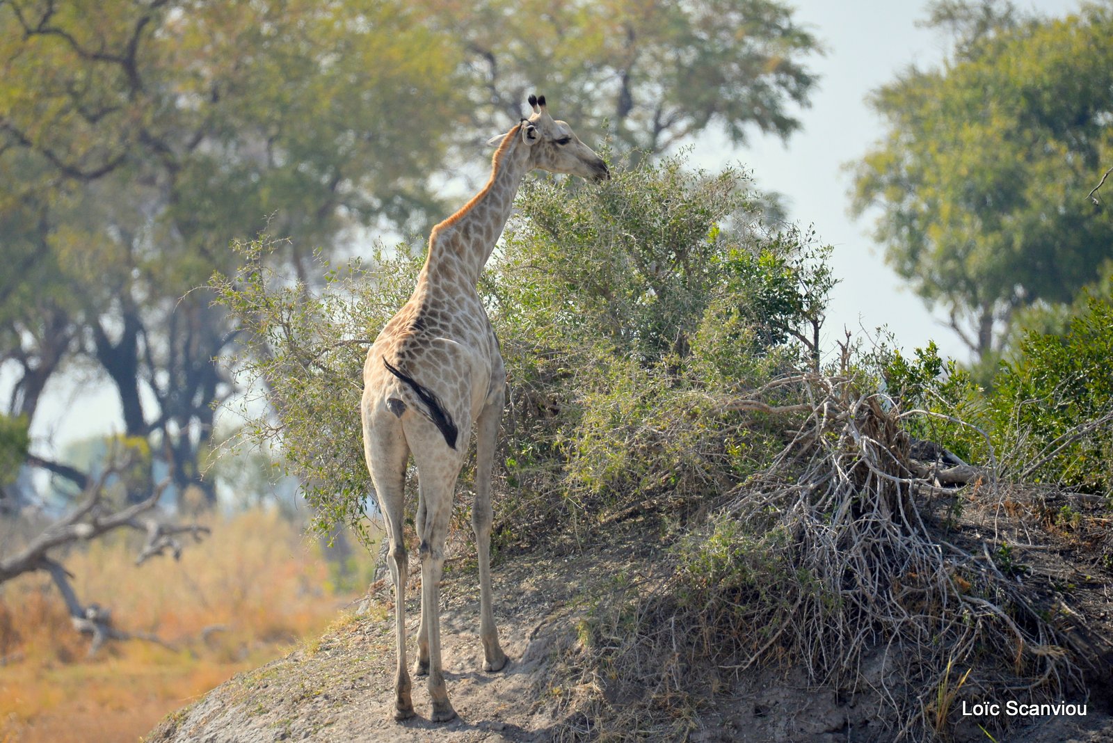 Girafe/Giraffe (1)