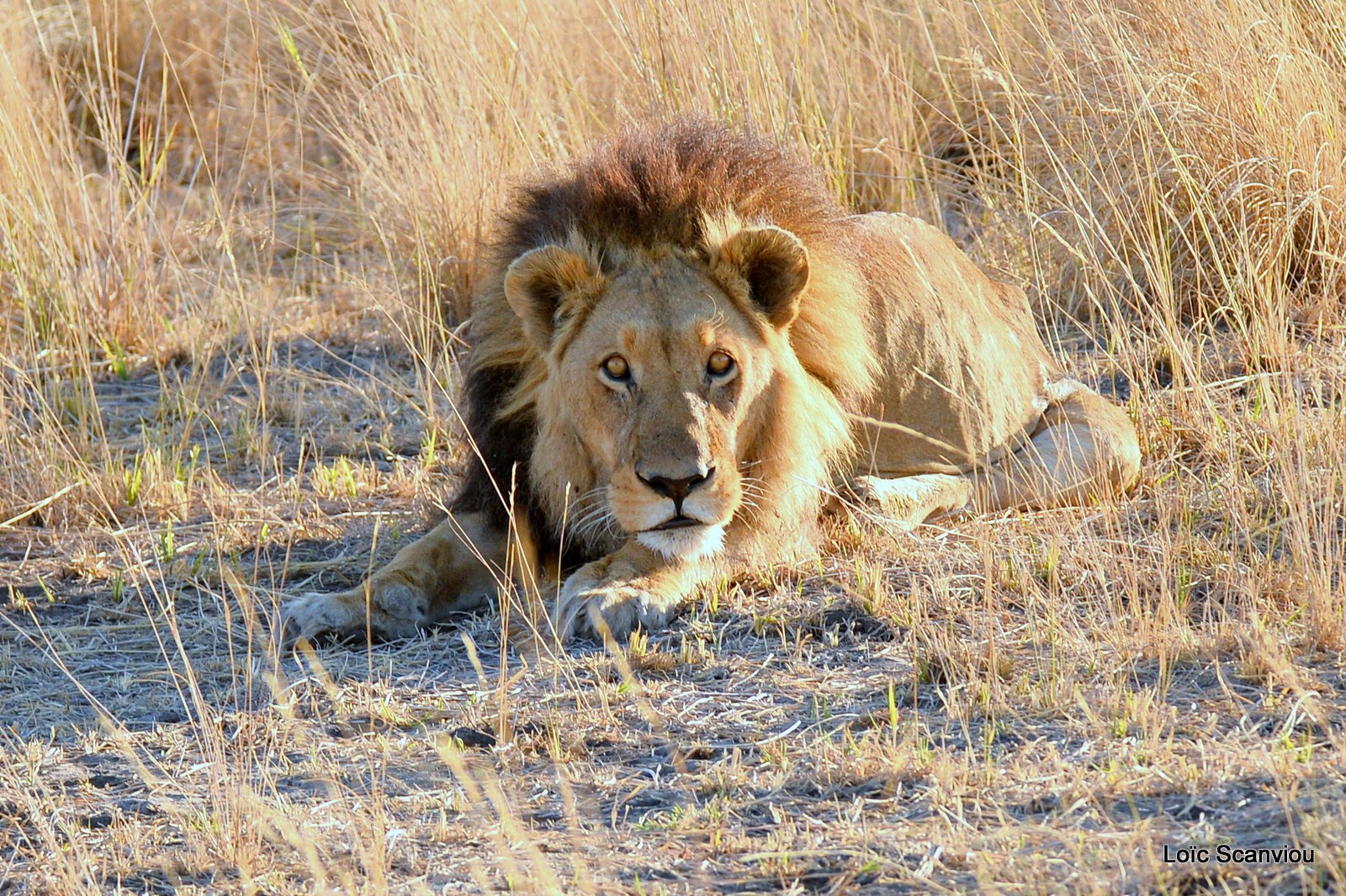 Lion mâle/Male Lion (1)