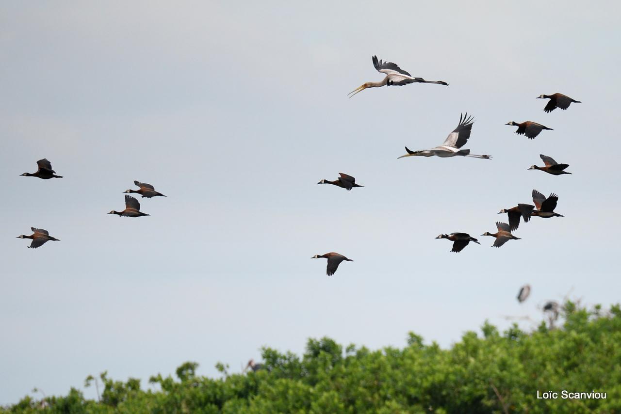 Tantale ibis et dendrocygnes veufs (2)